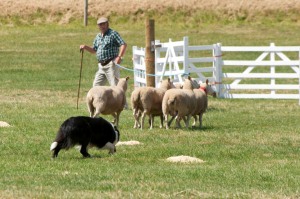 The Team, man and dog versus sheep.....and that pen.