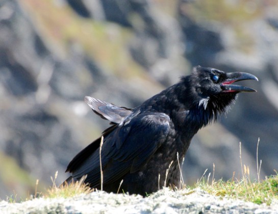 Demonic raven